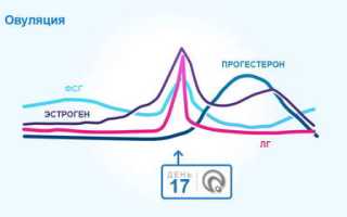 В какой день ждать овуляцию при регулярном цикле 28-30 дней