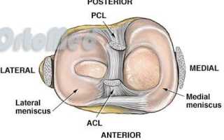 Коленный сустав человека: анатомия, частые травмы и заболевания, реабилитация