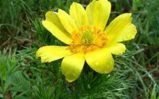 Цветок адонис (горицвет): разные виды с фото, посадка и уход